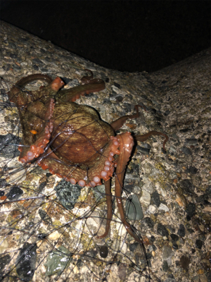 エギングでタコ