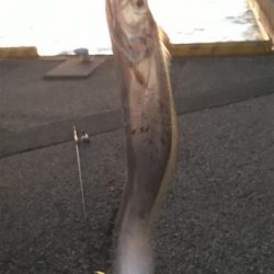 ルアーで太刀魚