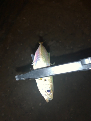 またまたアジング釣行