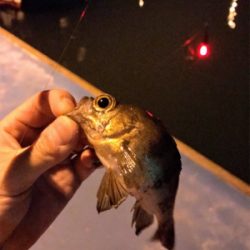 メバル、カレイ狙いで…