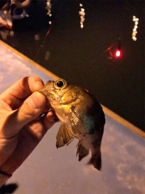 メバル、カレイ狙いで…