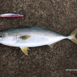 青物とシーバスの釣り分け
