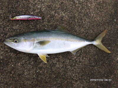 青物とシーバスの釣り分け