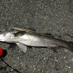 ☆ 大阪南港フェリーターミナル釣果☆