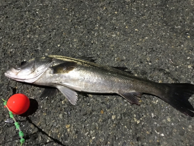 ☆ 大阪南港フェリーターミナル釣果☆