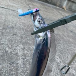 朝まづめ時合いのタチウオ釣り