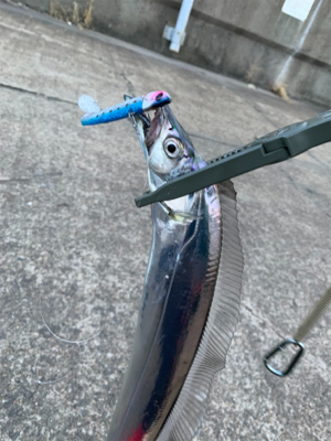 朝まづめ時合いのタチウオ釣り