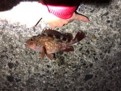 今シーズン終了間近?@8防