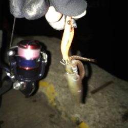 3日振りのヒイカ釣り(^.^)