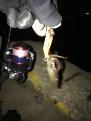 3日振りのヒイカ釣り(^.^)