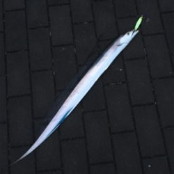 続々・サーベリング、、またしても、、、