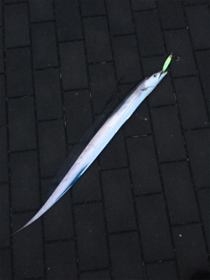 続々・サーベリング、、またしても、、、