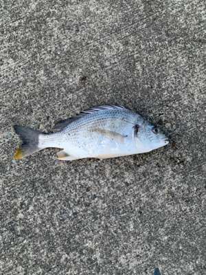 やっと坊主地獄からの脱出