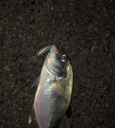 イワシパターン