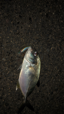 イワシパターン