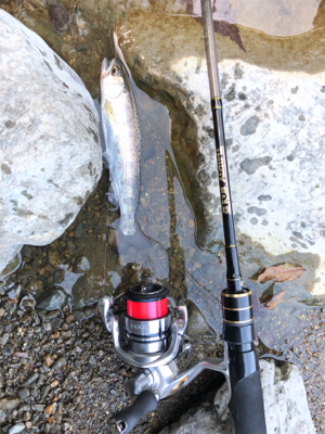 ネイティブトラウトを求めて