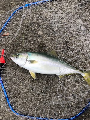 アジ泳がせ初体験