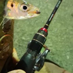 アジング練習 68