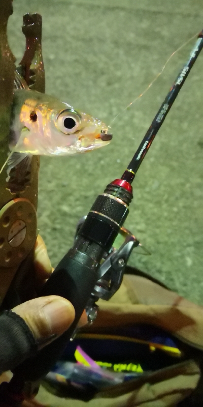 アジング練習 68