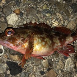 朝夕のダブルヘッダー(^.^)