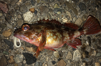 朝夕のダブルヘッダー(^.^)