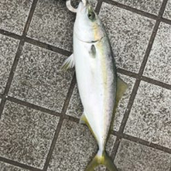 のませハマチング