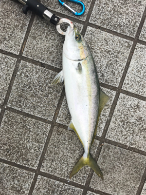 のませハマチング