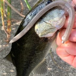 淀川バスフィッシング