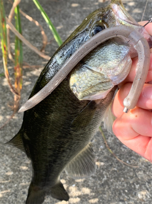 淀川バスフィッシング