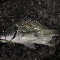 意外な活性！アリ