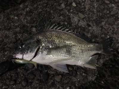 意外な活性！アリ