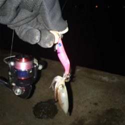 今日もヒイカ釣り(^.^)