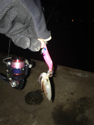 今日もヒイカ釣り(^.^)