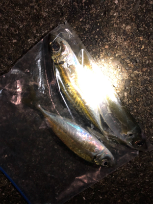 ナイトアジング