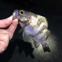 朝マズメのメバリング