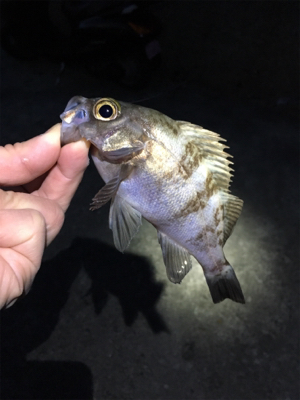 朝マズメのメバリング