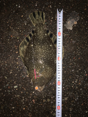 門別漁港にてマツカワ