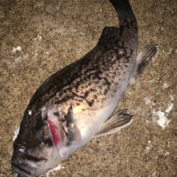 釣り人はしんどいけどお魚は元気！