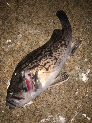釣り人はしんどいけどお魚は元気！