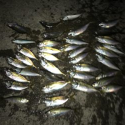 サビキだけ好調^ ^