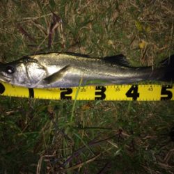 連日の好調なシーバス