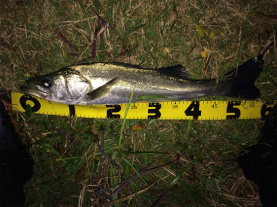 連日の好調なシーバス