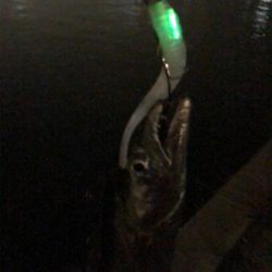 湾奥良く釣れてますよ