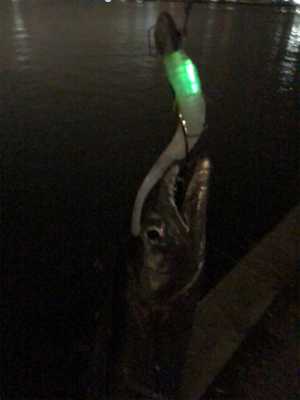 湾奥良く釣れてますよ