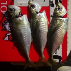 アジング練習 69