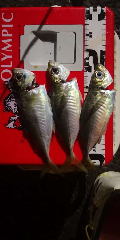 アジング練習 69