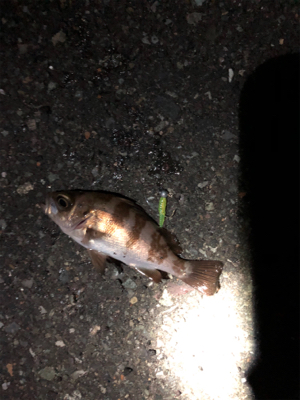 メバル釣れた