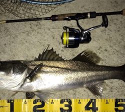 いつものどぶ川シーバス!