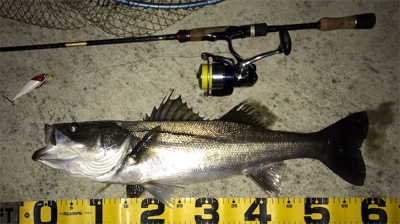 いつものどぶ川シーバス!