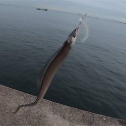 タチウオワインドinアマぴー